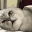 CatIgnore