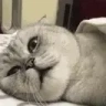 CatIgnore emote