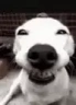 CHEESE emote