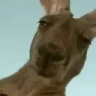 !australiantime emote