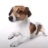aaFolou emote