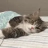 gn emote