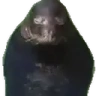 SealSpin emote