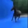 Cavalo emote