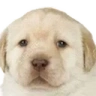 ehMole emote