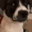 dogWeird