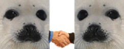 SealTheDeal emote