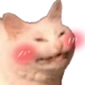 catBlush emote