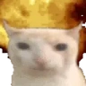 catWHAT emote
