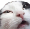 catS emote