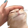 catPat emote