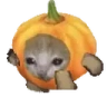 Pumpkincatrun emote