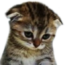 TEN emote