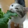 crispylettuce emote