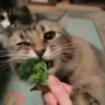 Broccoli emote