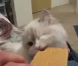 $cookie emote
