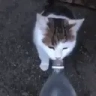 watercat emote