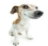 dog emote