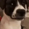 Uhh emote