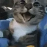 :DD emote