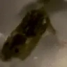 nephLeave emote