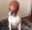DogLookingSussyAndDaredevil emote
