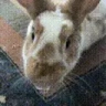 bunnyKISS emote