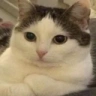 bukhtelka emote