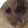 Hampter