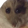 Hampter emote