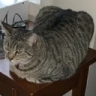 mountaindew:()sevy_boy_()slimjim:-:-:-:_MICHAELJACKSON-largecat--:sittingonnighttable:-okaychamp emote