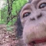 chimpLick emote