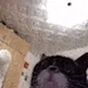 catDance