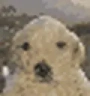 perrolol emote