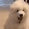 woof emote
