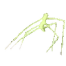 StickBug emote