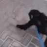 Hugs emote