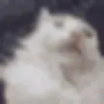 pag emote