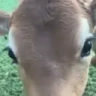 cowKISS emote
