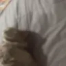 funnyblackdebil emote
