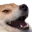 dogKEK