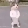 opopop emote