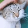 ManyPats emote