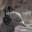 pigeonJam