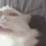 dumbass emote
