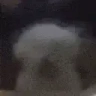 dogJAMMERS emote
