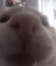funnywhitecat12 emote