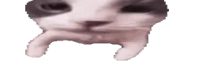 widecatKiss emote