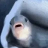 AREYOUAFISH emote