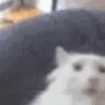 pogs emote